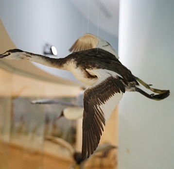 Чомга – птица года